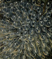 Light bulb ascidians.
Aughrusmore, Connemara.
F90X, 60mm. by Mark Thomas 
